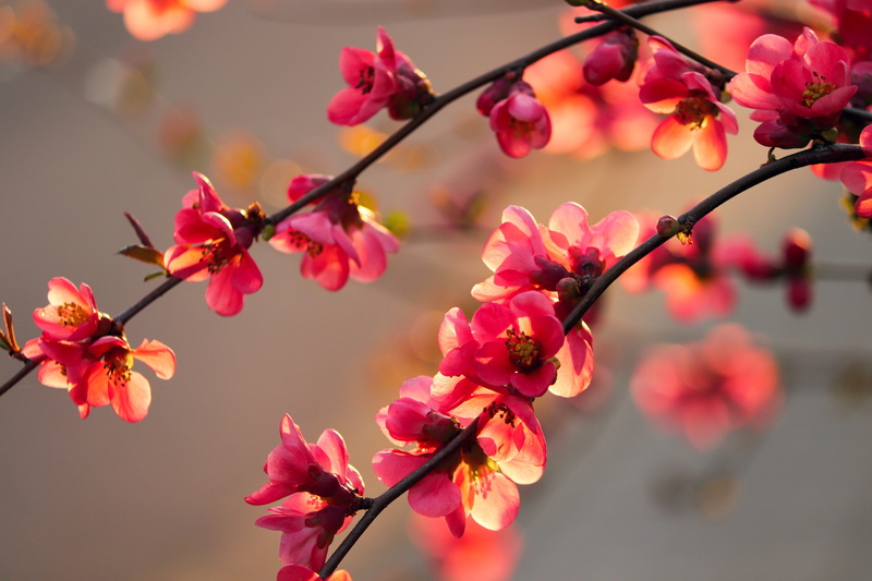 fragility, bloom, flowering plant, chaenomeles, vulnerability, wild fruit, cherry tree, branch, focus on foreground, beauty in nature, blossom, ornamental shrub