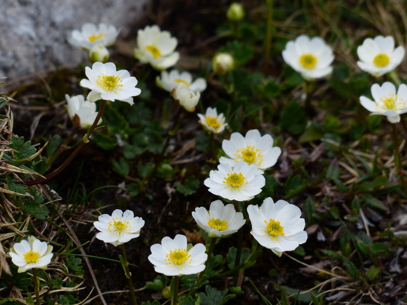 alpine, flower, fragility, growth, nature, pollen, dryas, rose greenhouse, spalierstrauches, beauty in nature, 4K, close-up, flowering plant, rosaceae
