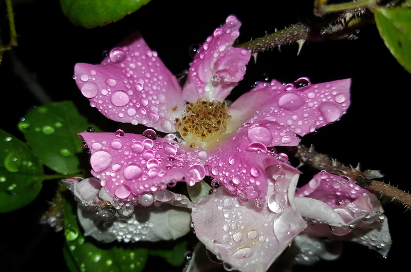 botanic, wet, petals, species rose, flower head, growth, blossom, purity, fragility, droplets, petal, nature, flower, pollen, garden, thorns, raindrop