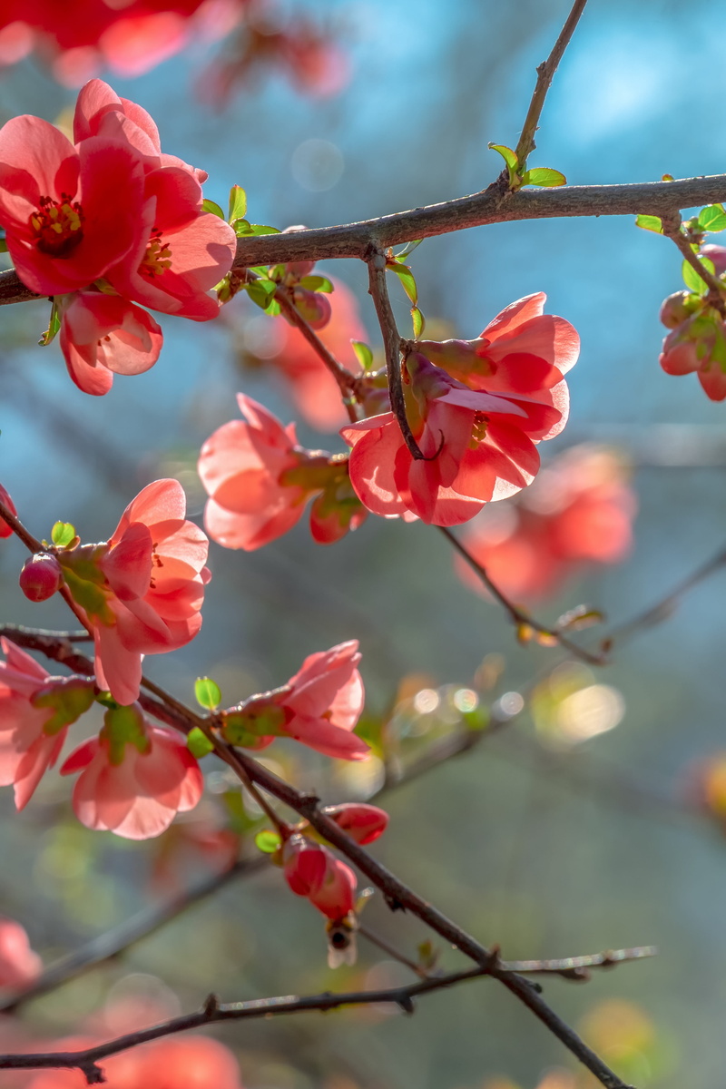bloom, plant, blossom, tree, no people, brick red, wild fruit, cherry blossom, bush, vulnerability, cherry tree, close-up, bill quince, flowering plant