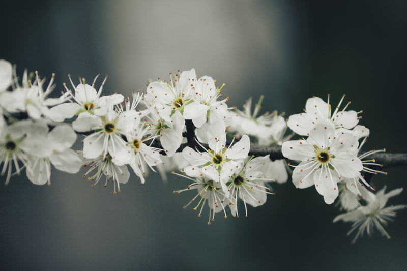bunch of flowers, blossom, focus on foreground, bush, pollen, freshness, hedge, sprout, day, inflorescence, fragility, no people, sloes, sloe hedge, flower head