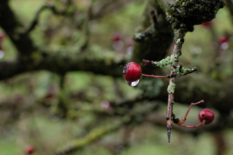 botany, twig, beauty in nature, may-tree, freshness, red, crategus, plant, quickthorn, day, nature, 2K, fruit, hanging, rosaceae, healthy eating, no people