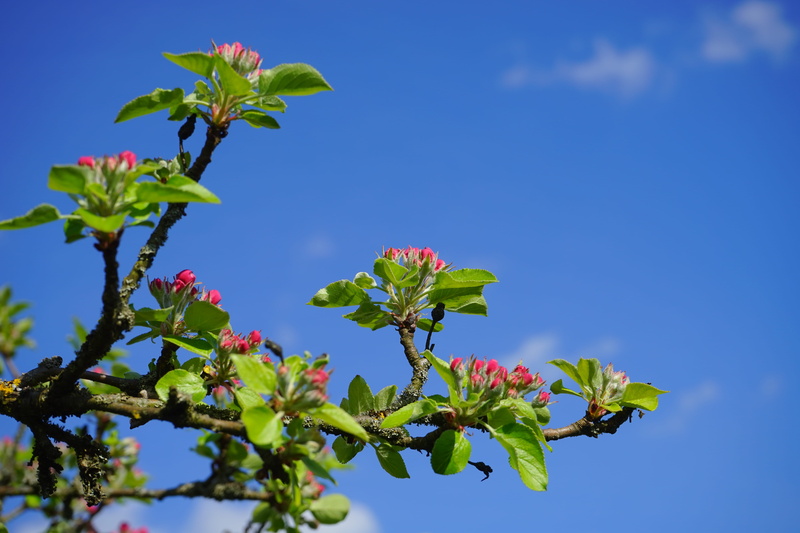 second, flower head, rose greenhouse, bud, green Color, bloom, large, clear Sky, 5K, vulnerability, go up, plant part, beauty in nature, kernobstgewaechs