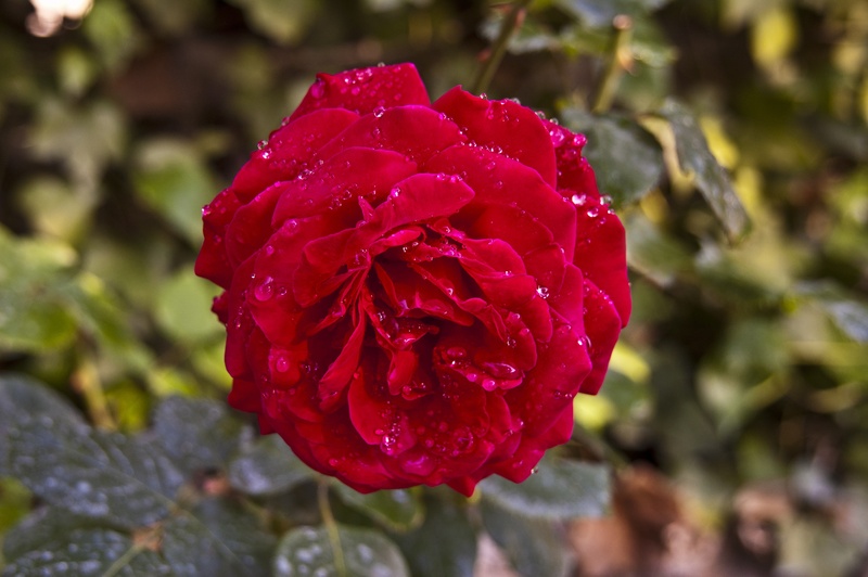 roja, rose, 2K, flower, nature, day, blossom, no people, rosaceae, vulnerability, plant, beauty in nature, water, rosa, close-up, red, raindrops, flower head