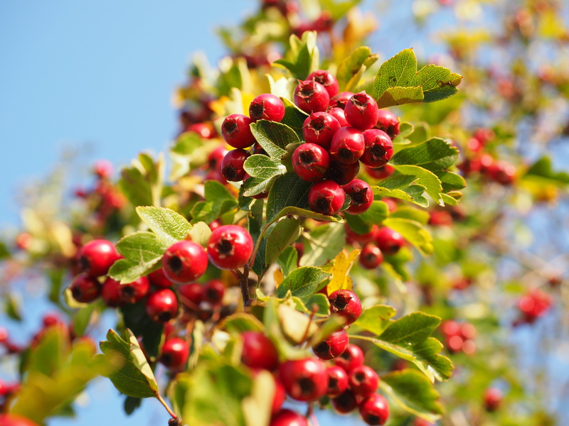 plant, fruits, nature, rose greenhouse, rowanberry, berry fruit, no people, tree, berries, photography, plant part, crataegus monogyna, beauty in nature