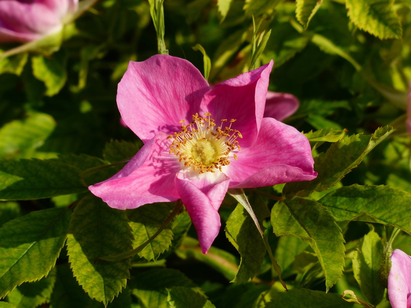no people, wild rose, 4K, rose bloom, green color, hageman rose, flower head, rosaceae, vulnerability, inflorescence, rosa canina, rose, fragility, flower