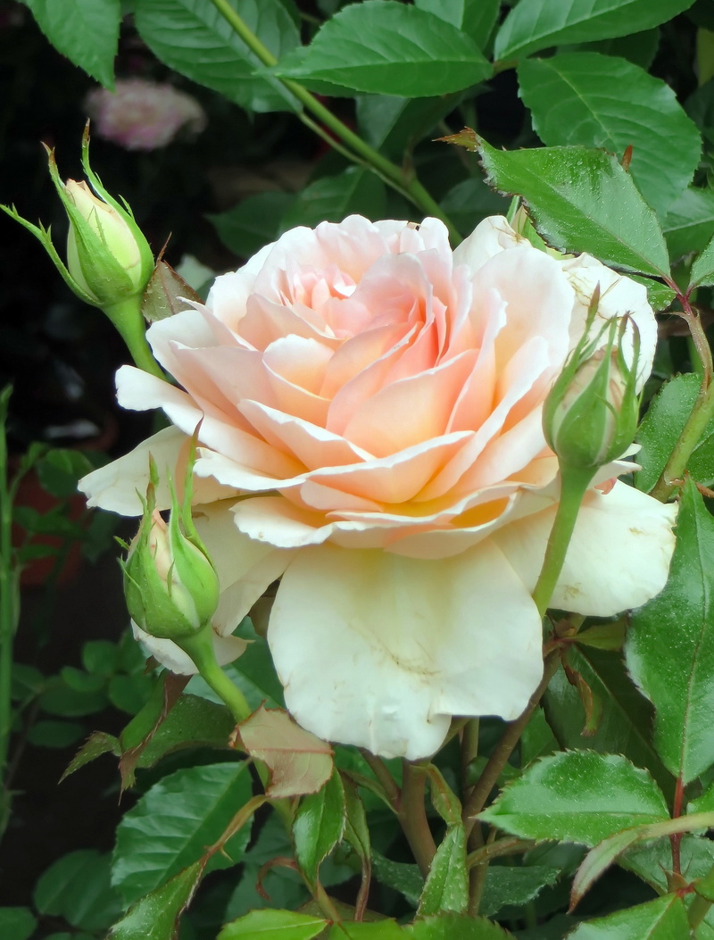 tea, flower head, tea rose, no people, beauty, outdoors, nature, flower, white, peony, growth, botany, vulnerability, freshness, pink, rose, 2K, leaf