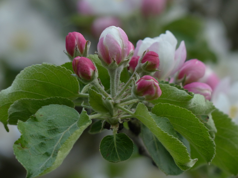 close-up, growth, bud, rose greenhouse, outdoors, nature, leaves, apple tree, day, no people, freshness, kernobstgewaechs, flowering plant, pink, 4K, leaf