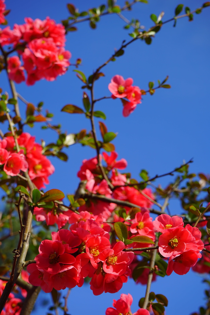 flower, bunch of flowers, ornamental quince, growth, springtime, inflorescence, close-up, focus on foreground, bush, rose greenhouse, 5K, branch, vulnerability