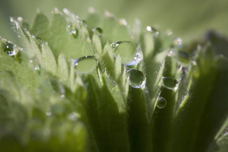 plant part, freshness, 4K, leaf, frauenmantel, genus, alchemilla, extreme close-up, heavenly water, true leaves, green color, lobed, medicinal plant, flora