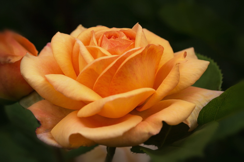 rose, no people, plant part, rosaceae, freshness, inflorescence, beauty in nature, flower head, growth, English Roses, orange color, my garden roses, flowering plant