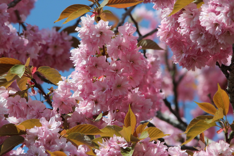 fragility, bloom, freshness, spring, outdoors, cherry tree, 5K, flower head, beauty in nature, close-up, inflorescence, blossom, springtime, bud, vulnerability