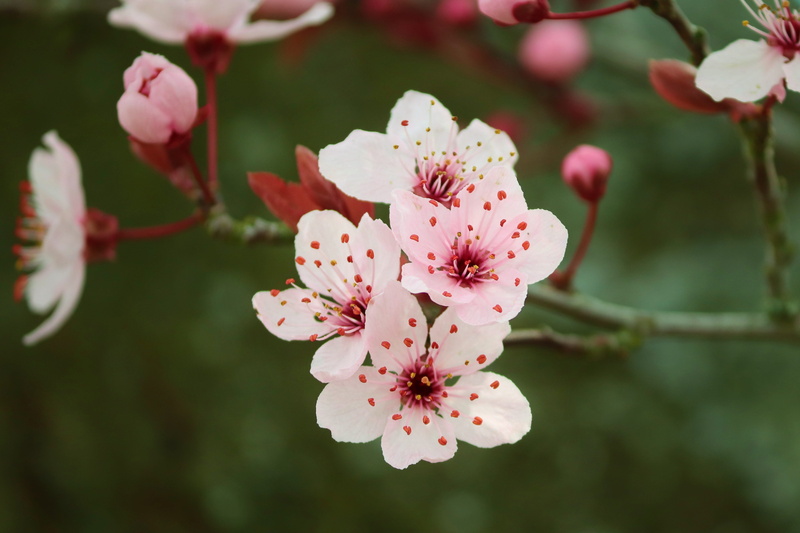 heyday, plant, outdoors, flower tree, growth, flowering plant, ornamental cherry, freshness, stamen, pink, ornamental plant, blossom, 4K, flower, cherry tree