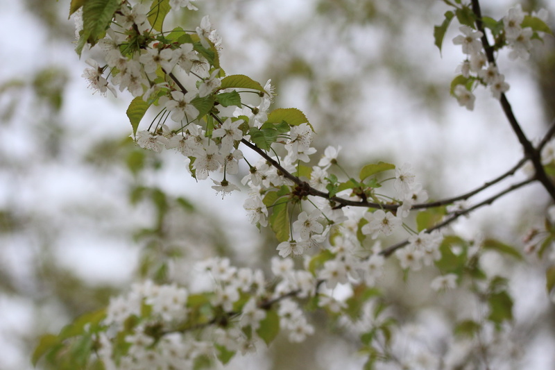no People, white color, Tree, aesthetic, vulnerability, outdoors, cherry tree, Blossom, cherry blossom, plant, sky, white, cherry, close-up, low angle view