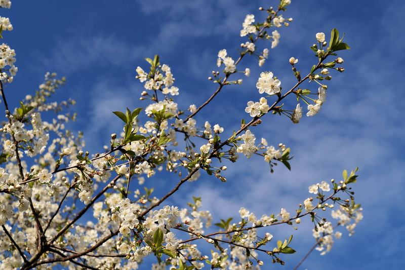 no people, blossom, beauty In Nature, prunus serrulata, japanese cherry blossom, plant, flower, cherry, flower Head, nature, fragility, cherry tree, season