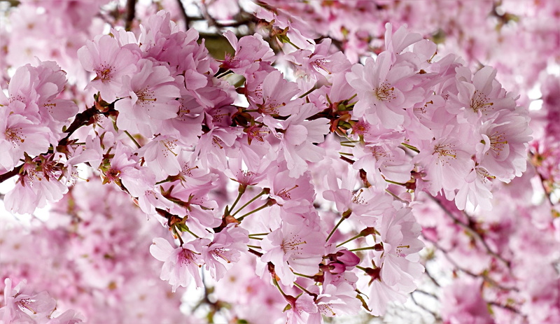 fragility, pink Color, flower, flowers, tree, beauty in nature, pink, flowering plant, cherry tree, spring, petal, outdoors, no people, cherry blossom