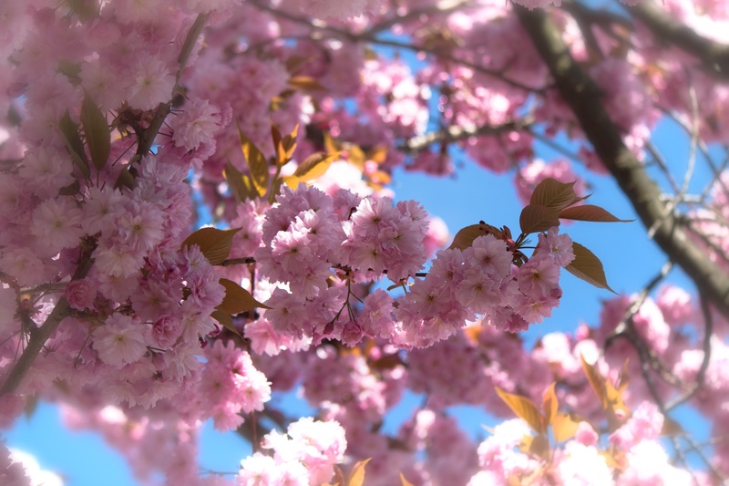 japanese flowering cherry, pink color, tree, flower head, freshness, bunch of flowers, day, fragility, growth, 2K, low angle view, pink, flowers, beauty in nature