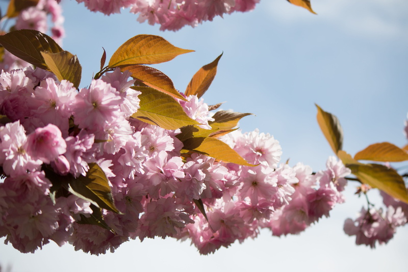 beauty in nature, japanese cherry blossom, flower, flowers, day, freshness, growth, japanese cherry, blütenmeer, no people, pink, sky, 2K, inflorescence