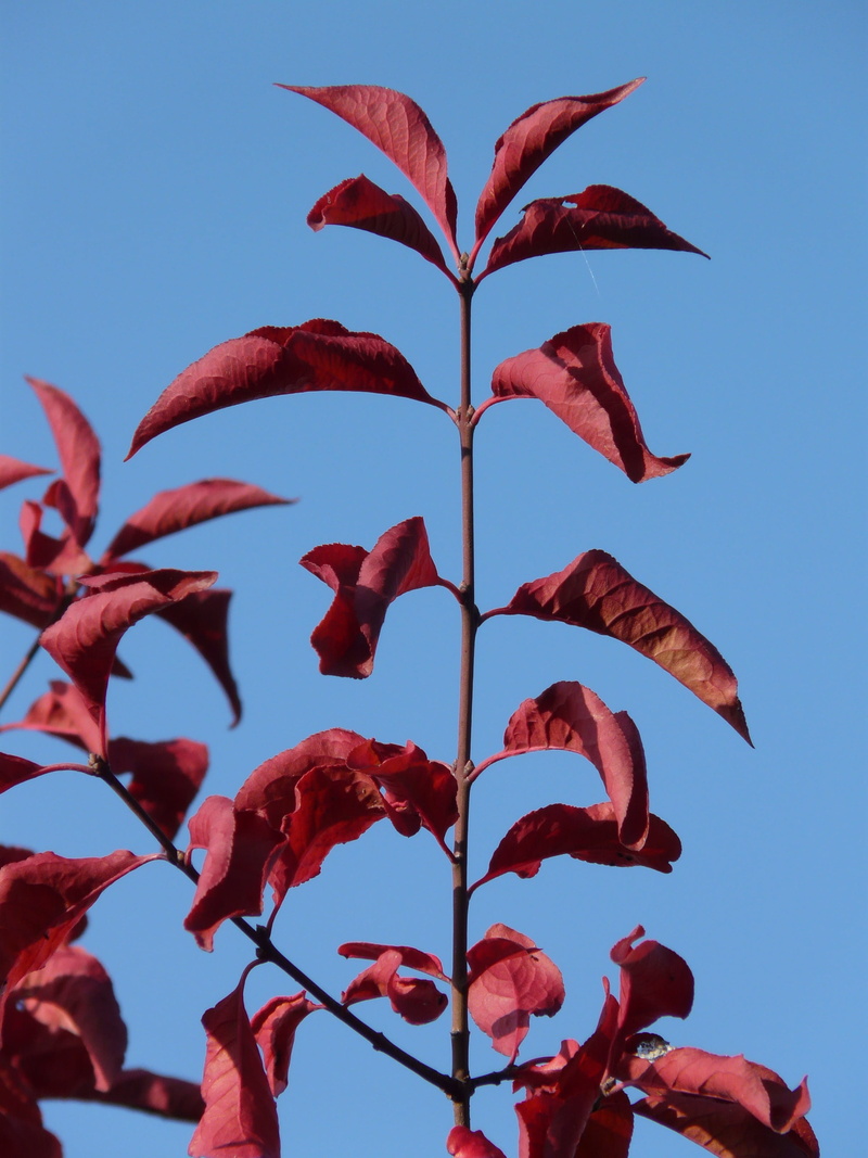 leaves, low angle view, coloring, flower, oriental cherry, plant part, sky, prunus serrulata, leaf, outdoors, plant, growth, prunus, beauty in nature, clear sky