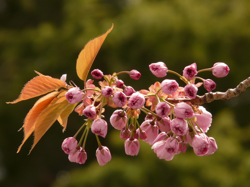 selective, freshness, focus, sky, japanese cherry trees, east asian cherry, growth, bud, pollen, nature, cherry blossom, day, flower head, blossom, close-up