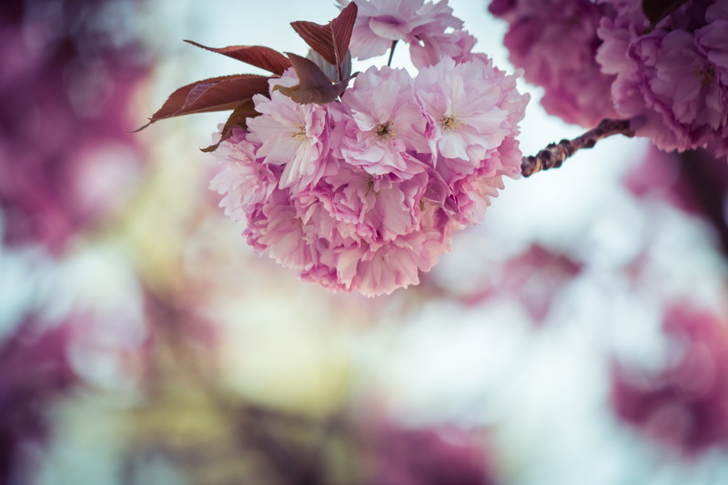 plant, branch, close-up, prunus serrulata, inflorescence, flower head, growth, petal, flowers, 2K, tree, japanese flowering cherry, cherry blossom, flower