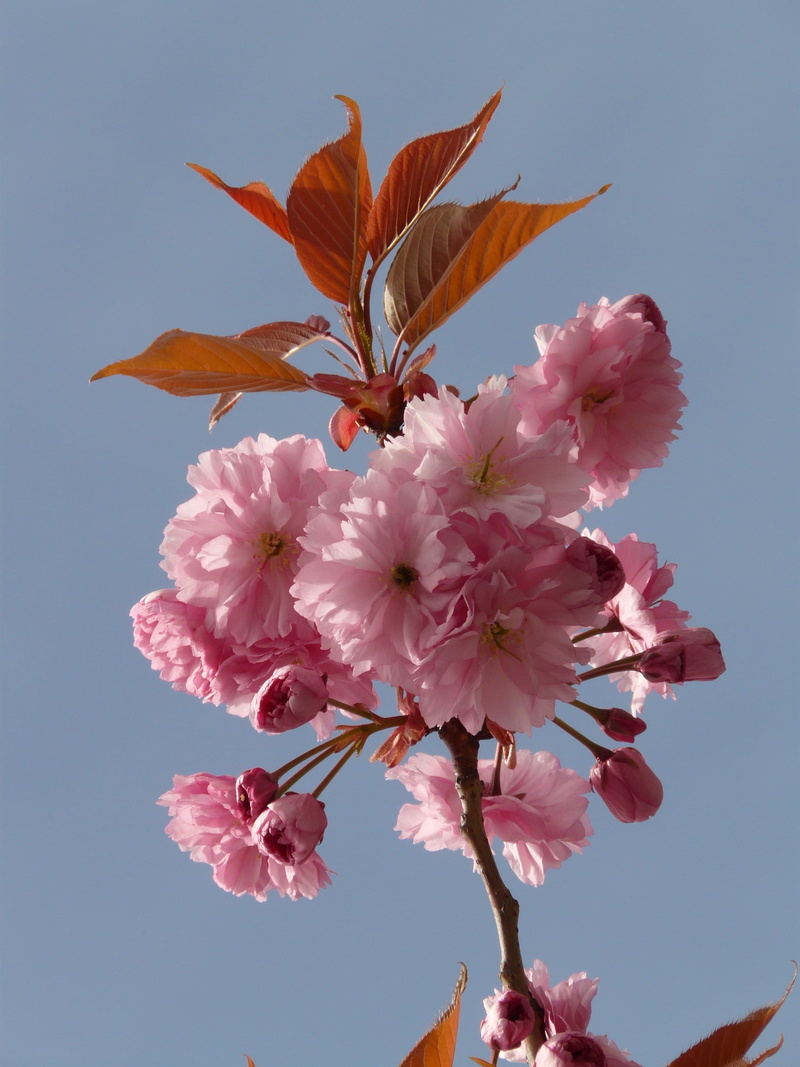 pink, bud, day, beauty in nature, 2K, close-up, pink color, oriental cherry, flower head, no people, petal, flower, cherry tree, low angle view, nature