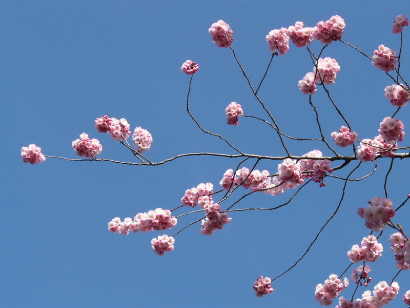 japanese cherry trees, outdoors, flowering plant, fragility, vulnerability, branch, blossom, japanese flowering cherry, petal, sky, tree, blue, flower