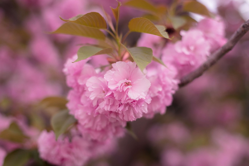 nature, flower head, cherry tree, macro, outdoors, plant, close-up, growth, lilac, flowering plant, flower, cherry blossom, vulnerability, purple, day