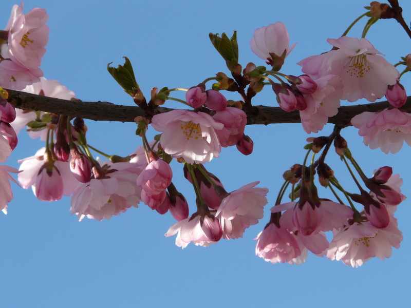 flowering plant, inflorescence, japanese cherry trees, close-up, no people, 2K, low angle view, fragility, Twig, japanese flowering cherry, pink color