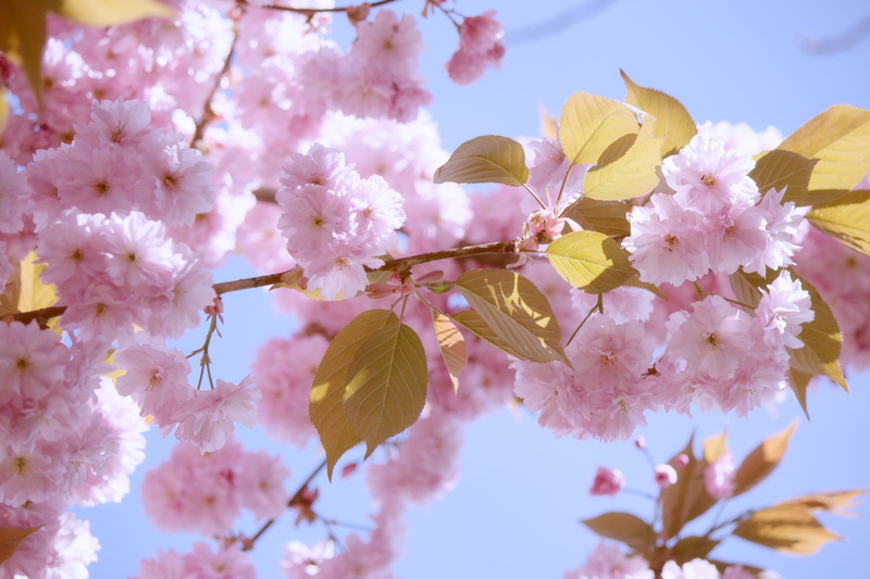 cherry tree, cherry blossom, plant, petal, blütenmeer, japanese cherry blossom, japanese, bunch of flowers, fragility, blossom, softness, 2K, cherry, inflorescence