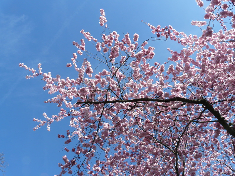 fragility, springtime, vulnerability, beauty in nature, plant, cherry blossom, no people, japanese cherry trees, pink color, low angle view, flowering plant