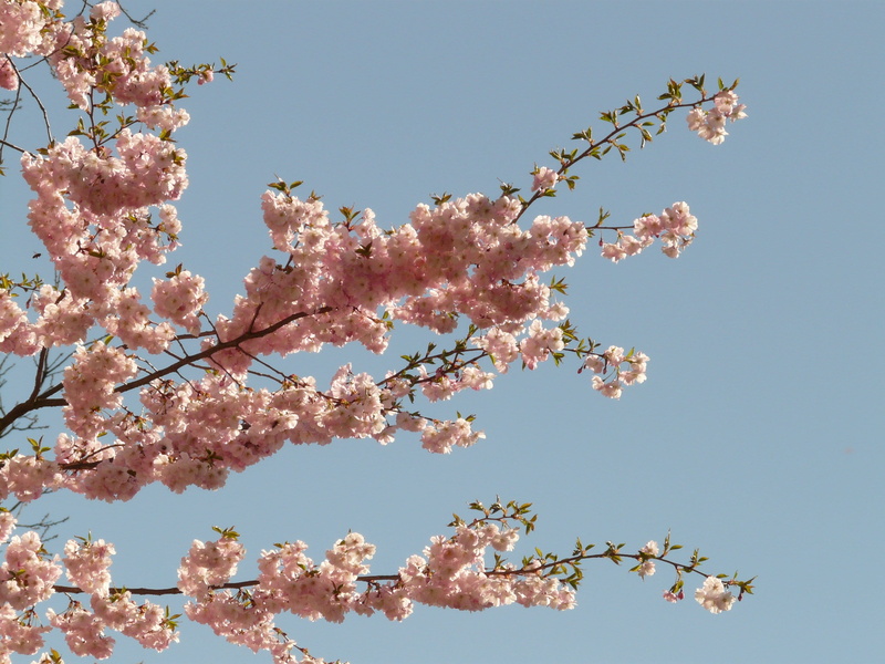 blossom, sky, 2K, oriental cherry, flower, spring, prunus serrulata, east asian cherry, japanese cherry, springtime, pink, ornamental cherry, low angle view