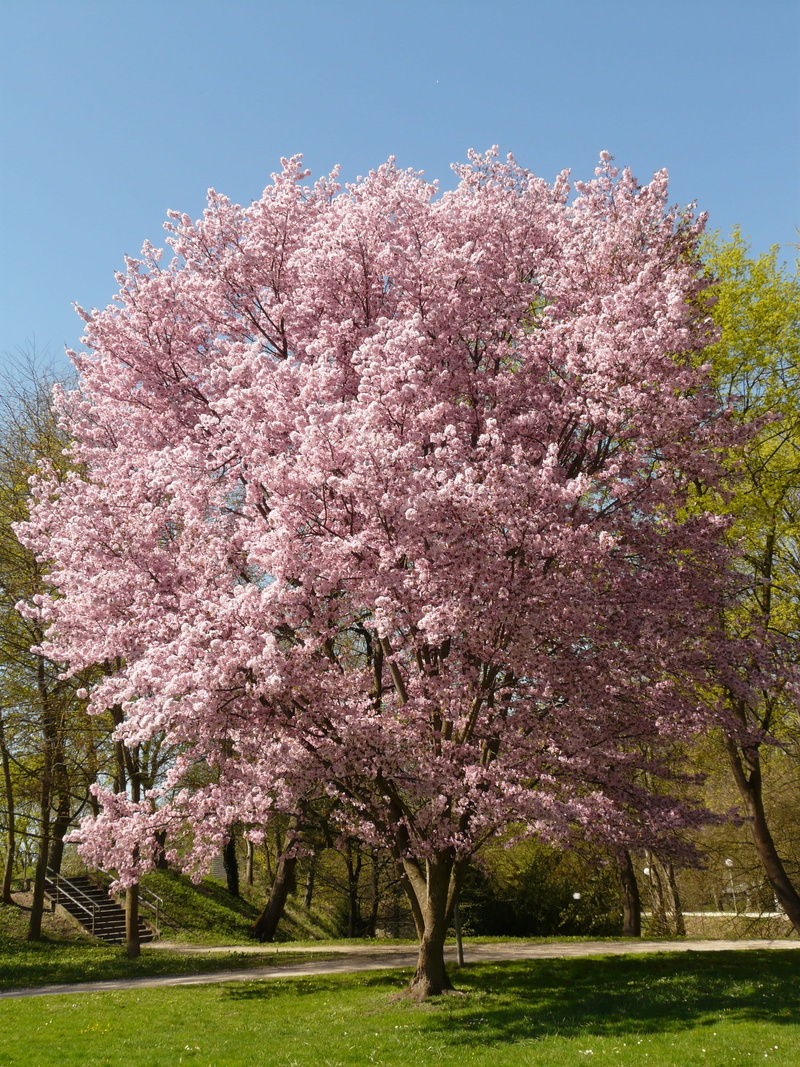 Cherry blossom tree, smell, japanese flowering cherry, day, outdoors, pink color, growth, east asian cherry, springtime, beauty in nature, pink, branch
