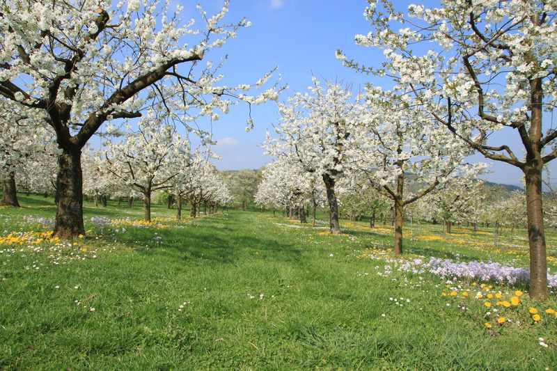 cherry blossom, plant, blossom, nature, franconian switzerland, tranquil scene, tranquility, flowering plant, tree, fruit tree, sky, cherry tree, cherry wood