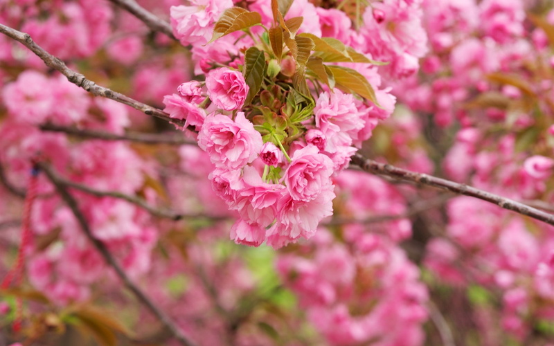 Branches, blossom, Pink, Bloom, 1080P, Cherry, Flowers