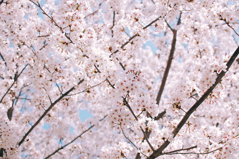 plum blossom, white, cherry, outdoors, 2K, spring flower, no people, beauty in nature, blooming, pollen, pink flowers, day, flower head, spring, vulnerability