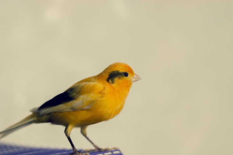one animal, vertebrate, photography, simple background, focus on foreground, bird, beauty in nature, animal, robin, no people, 5K, animals in the wild