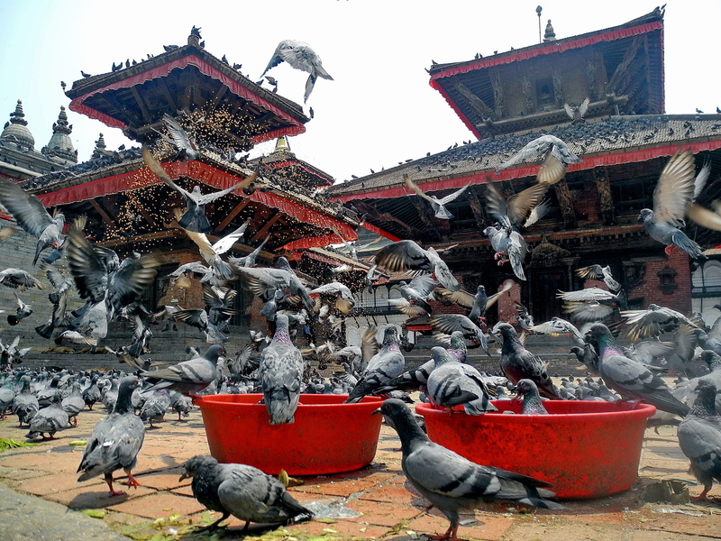 startled, architecture, religion, feeding, temple, nepal, shrine, built structure, macro, buildings, gray, sculpture, feed, nature, flock, statue, building exterior