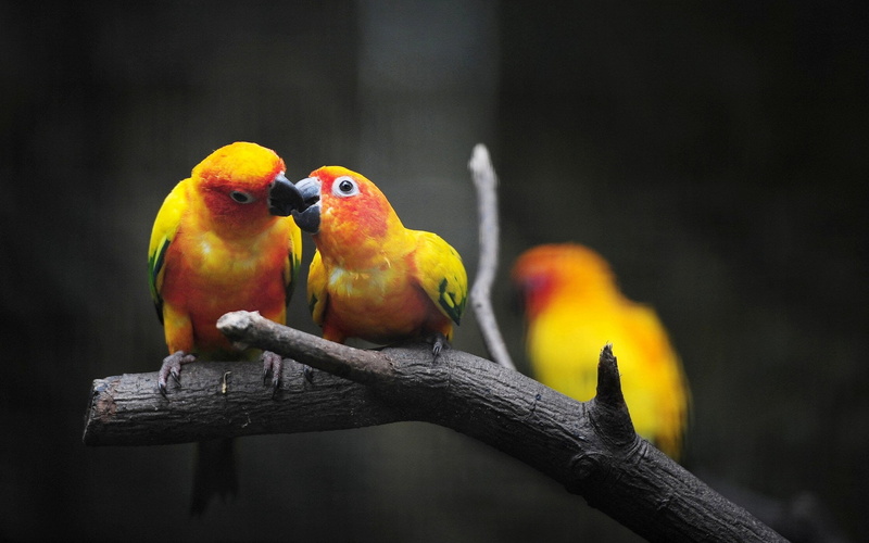 tropical Climate, parakeet, beak, birds, young, animal wildlife, yellow, outdoors, animal themes, close-up, two, beauty In Nature, feather, parrots, nature