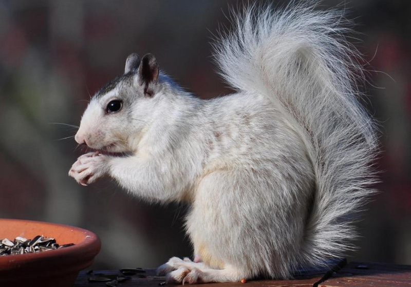 albino, feeder, white squirrel, eating, seed, eating squirell, animals, snacking, 1080P