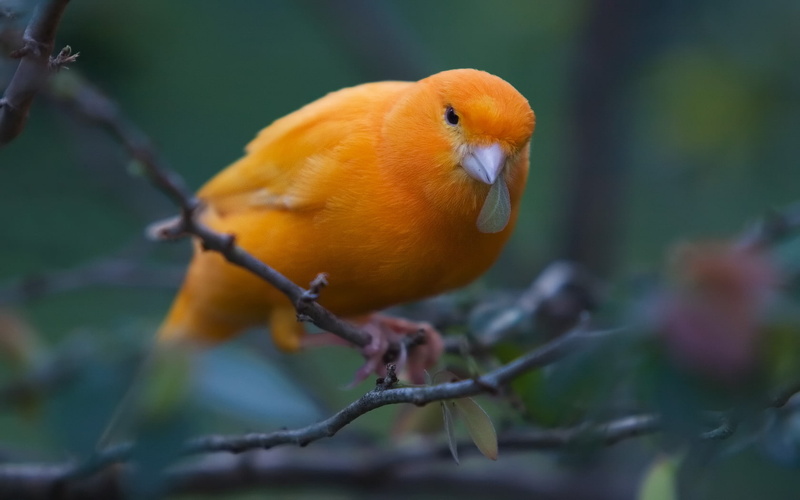 720P, art, birds, canary, forest, nature, animals, hd, Bird