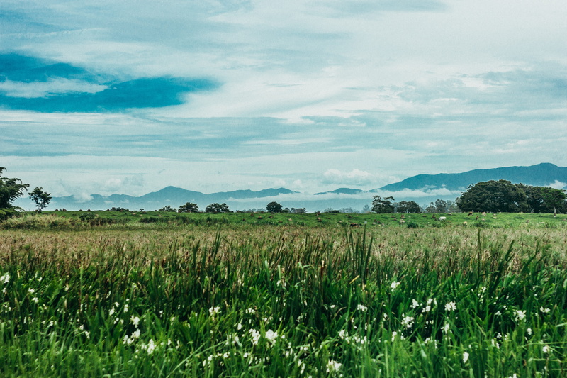 green, plant, grass, saopaulo, campos do jordão, day, nature, trip, land, brazil, mountain, canon, outdoors, landscape, scenics - nature, tranquility, field