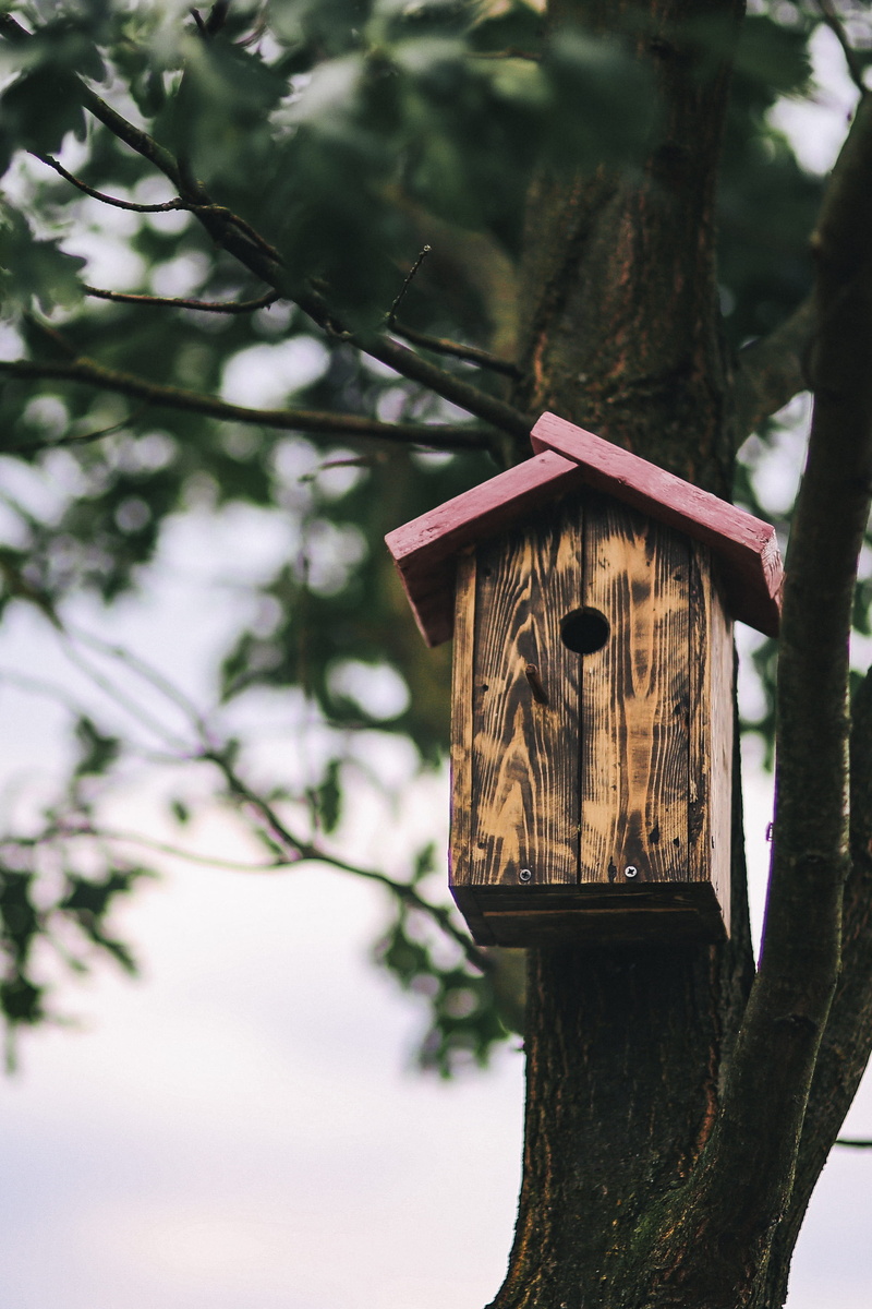tranquility, wood, growth, built structure, outdoors, animal, Birdhouse, bird, animal Nest, house, day, architecture, hanging, wood - Material, nature