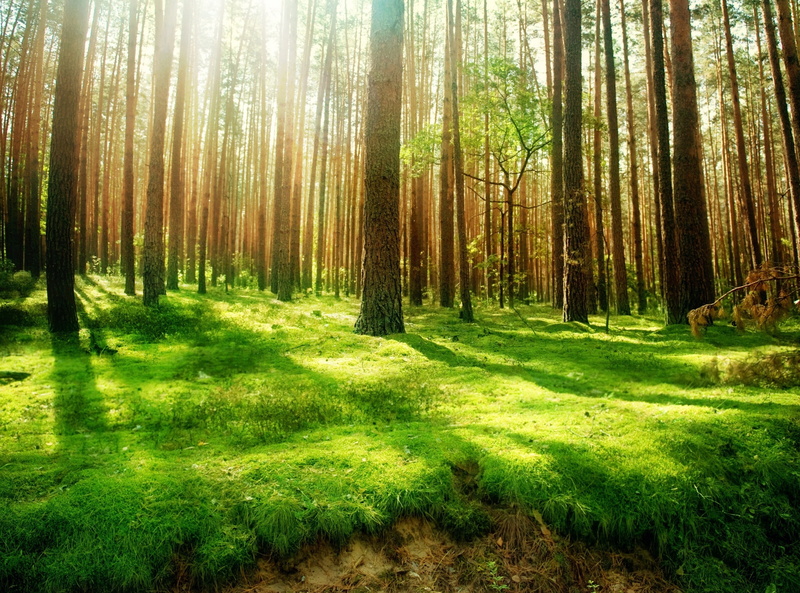 sun, non-urban scene, 2K, no people, forest, scenery, growth, land, sunshine, streaming, Nature, trunk, tree trunk, tranquil scene, tranquility, beautiful