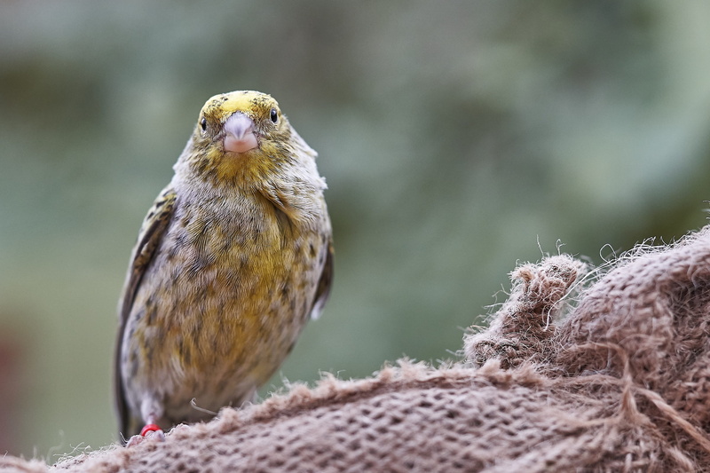 vertebrate, nature, animal themes, looking at camera, feed, selective focus, 2K, outdoors, animal head, bird feeder, animal, perching, feeding, one animal