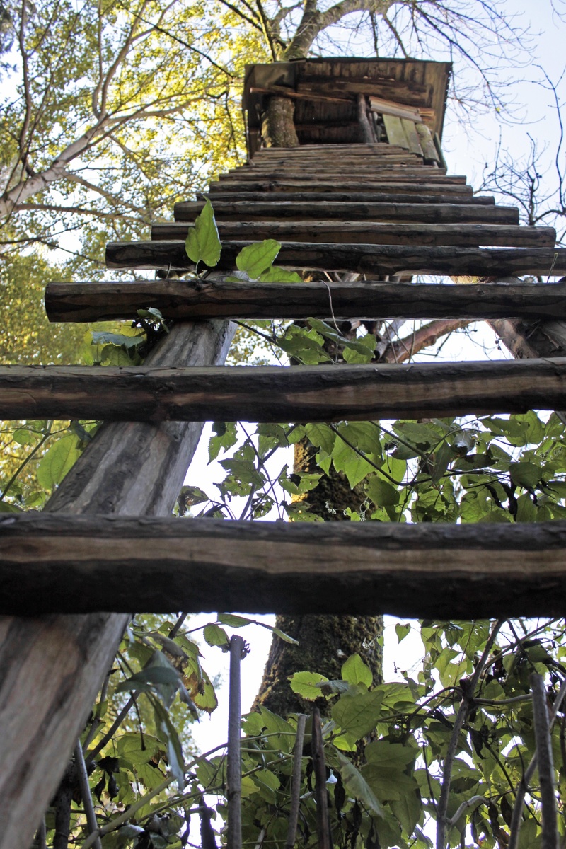 leaf, perch, architecture, plant part, 1080P, green color, forest, built structure, wood, outdoors, hunter seat, growth, wood - material, sky, day, building exterior