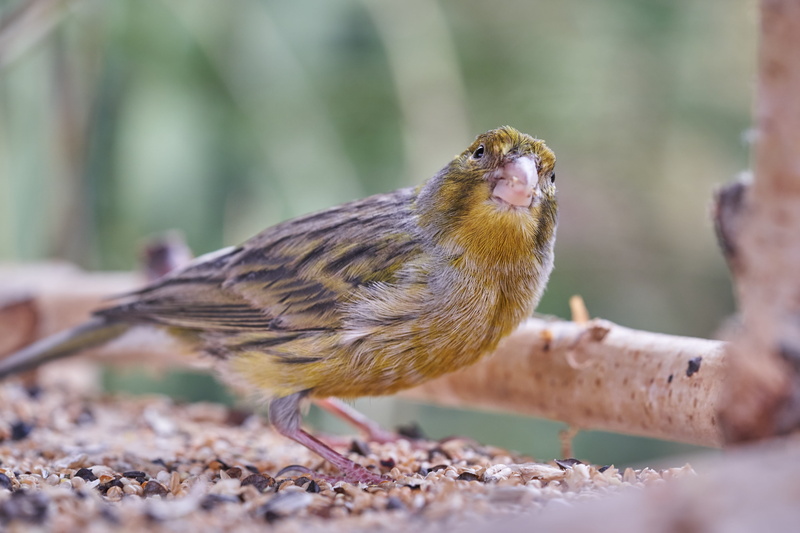 robin, people, hand, selective focus, bird feeder, animals in the wild, perching, food, vertebrate, human hand, bird, animal wildlife, focus on foreground