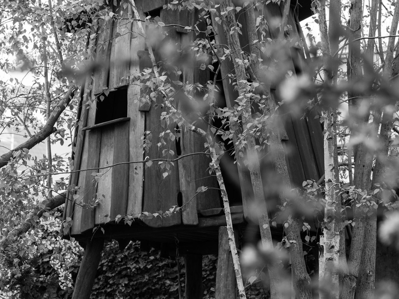 house, flowering plant, birch, retreat, low angle view, wood - material, play, withdrawal, treetop, no people, built structure, plant, abandoned, hide