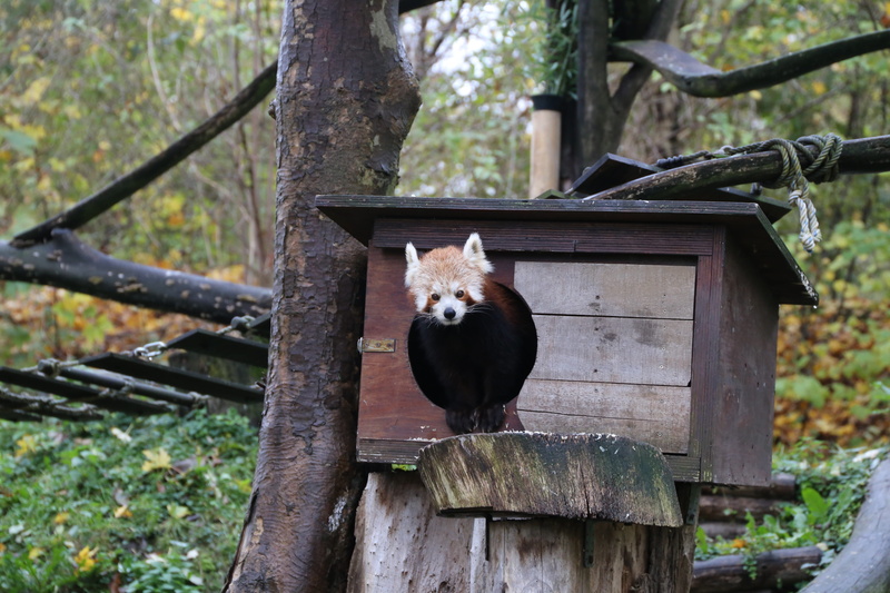 domestic animals, looking at camera, 5K, panda, animal wildlife, tree, looking, plant, wild, wildlife, bear, treehouse, brown, monkey, no people, outdoors