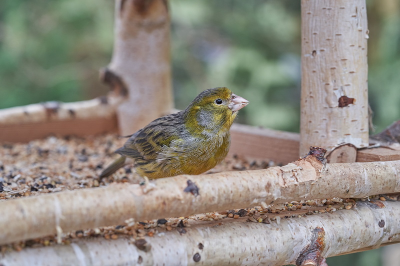 day, feed, robin, perching, eat, no people, animals in the wild, plant, close-up, animal themes, wood - material, animal wildlife, one animal, vertebrate
